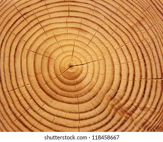 Wood texture of cutted tree trunk, close-up