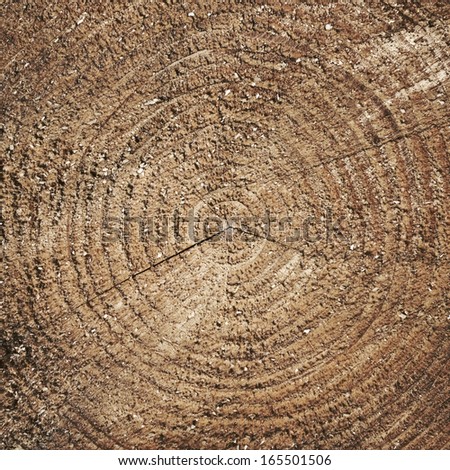 Wood texture of cutted tree trunk, close-up 