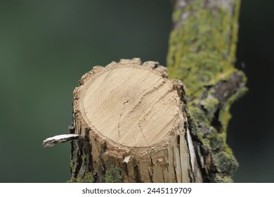 wood texture with natural pattern. Tree knot