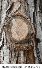 wood texture with natural pattern. Tree knot