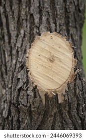 wood texture with natural pattern. Tree knot

