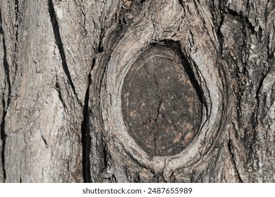 wood texture with natural pattern. Tree knot	