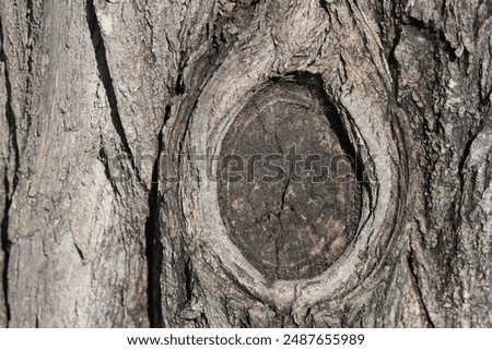 wood texture with natural pattern. Tree knot	