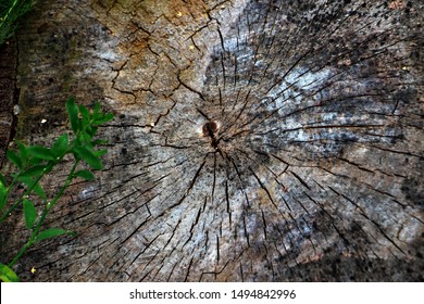 Wood Texture On A Slice. Look Closely And See Jon Snow.