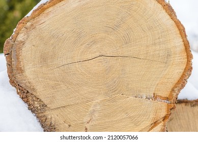 Wood Texture Round Log Grunge Background. Feature Intricate Radiating Dry Cracking And Concentric Growth Ring Patterns.Closeup.