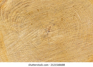 Wood Texture Round Log Grunge Background. Feature Intricate Radiating Dry Cracking And Concentric Growth Ring Patterns.Closeup.