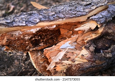 Wood Texture. A Sick Tree. Fallen Tree