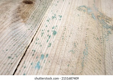 Wood texture surface with green mouldy spots.