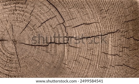 Wood texture with tree ring grain pattern and natural brown timber surface. Cut section of trunk log showing organic background material with circle detail and rough aged appearance