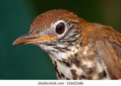 Wood Thrush