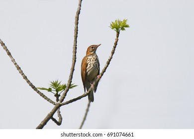 Wood Thrush