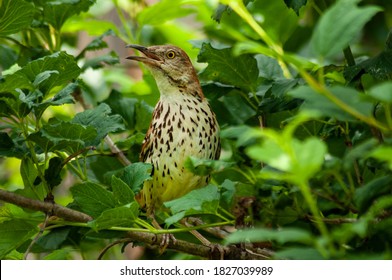 Wood Thrush With Big Beautiful Eyes Sits In Green Leaves.