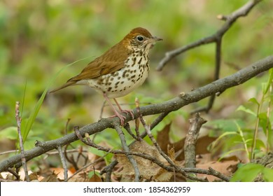 A Wood Thrush is perched on a branch on the ground. Rondeau Provincial Park, Chatham-Kent, Ontario, Canada.