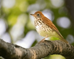 Wood Thrush Is The Songster Of The Forest With Its Flute Like Song Echoing Through The Woods