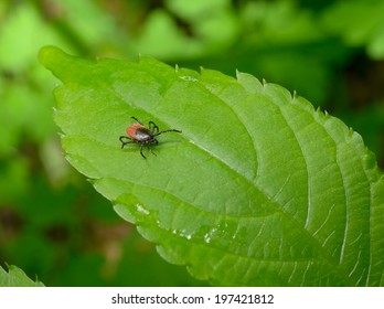 Wood Tick