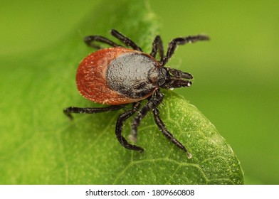 Wood Tick On A Leaf