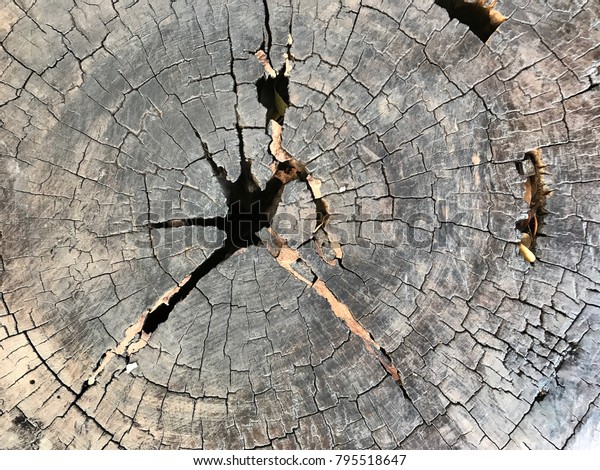 Wood Tree Trunk Slice Tablemodern Interior Stock Photo Edit Now