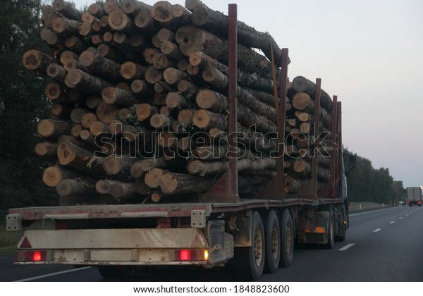Wood trunks loaded lumber truck with\
three-axle semi trailer drive on asphalted suburban one way road at\
summer evening on sky and forest background back view, forestry\
industry timber\
transportation