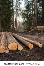 Wood trunks timber harvesting in forest. Log trunks pile of pine. Environment, nature concept - felling of trees.