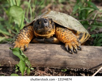 Wood Turtle