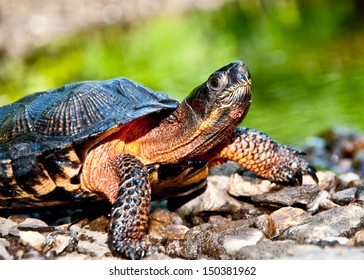 Wood Turtle