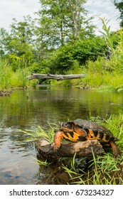 Wood Turtle