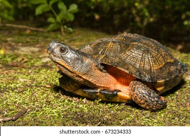 Wood Turtle