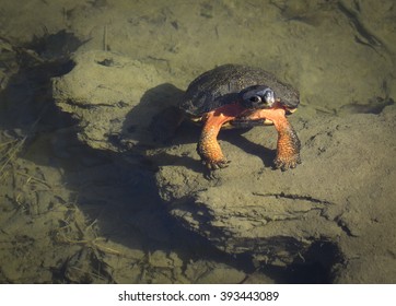 Wood Turtle In A Creek