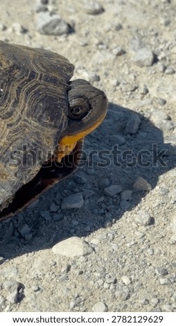 Wood turtle peeking from shell