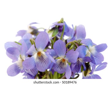 Wood Violet On A White Background