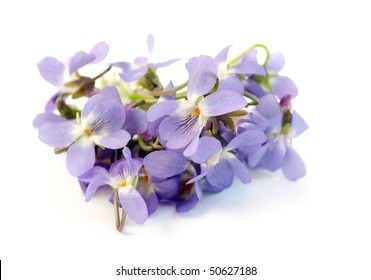 Wood Violet On A White Background