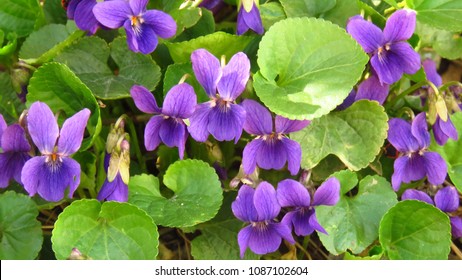 Wood Violet, Viola Odorata,