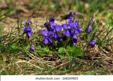 Wood Violet, Viola Odorata