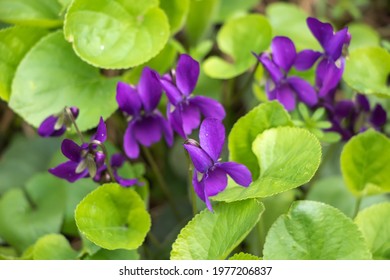 Wood Violet Viola Odorata. Wild Violet.