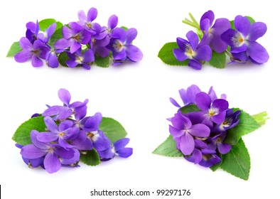 Wood violets flowers close up