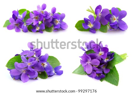 Wood violets flowers close up