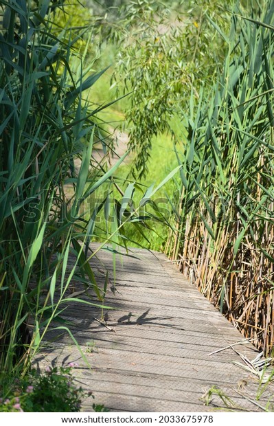 Wood walking alley between green reed with selective\
focus of it