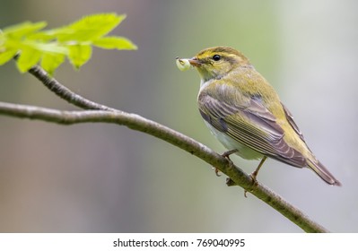 Wood Warbler Bird