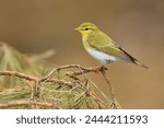 The wood warbler (Phylloscopus sibilatrix) is a common and widespread leaf warbler which breeds throughout northern and temperate Europe