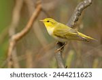 The wood warbler (Phylloscopus sibilatrix) is a common and widespread leaf warbler which breeds throughout northern and temperate Europe