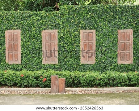 Wood window covered with green ivy wall