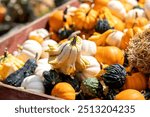 Wood wooden crate full filled small decorative gourds squash pumpkins. Pumpkin gourd bumpy round white green orange. Close up detail. Straw. Fall autumn display decoration. Thanksgiving Halloween.