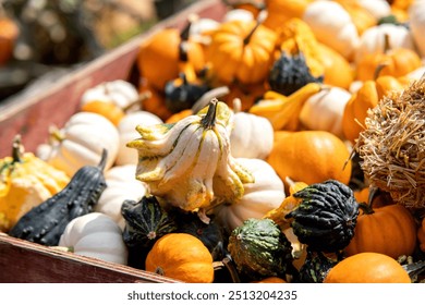 Wood wooden crate full filled small decorative gourds squash pumpkins. Pumpkin gourd bumpy round white green orange. Close up detail. Straw. Fall autumn display decoration. Thanksgiving Halloween. - Powered by Shutterstock