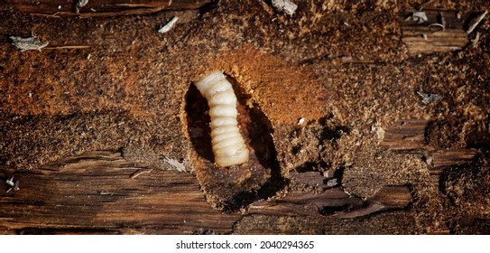 Wood Worm Makes Damage. Woodworm. Bark Beetle Larvae On The The Bark Wooden Surface. Insect Pest Spoils Raw Wood Closeup. Wood-Boring Beetle. Holes In Furniture. Pests.