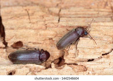 Woodboring beetle, wood borer, anobiidae on damaged wood, extreme close-up