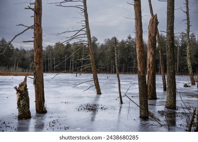 The Woodbourne Forest and Wildlife Preserve just south of Montrose, Pennsylvania, photographed during a cloudy winter day. Dead tree trunks stand tall from a frozen lake.  - Powered by Shutterstock