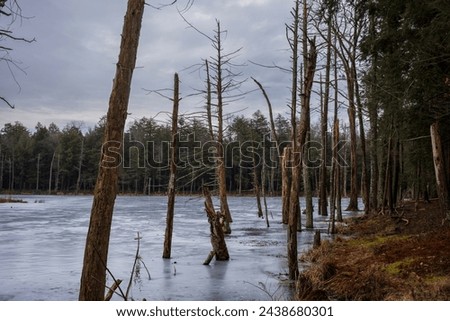 Similar – Image, Stock Photo Stream with dead tree trunks in autumn in gloomy mood, flowing water