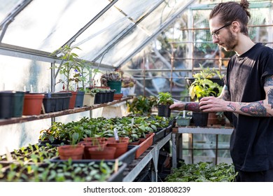 Woodbridge Suffolk UK May 08 2020: A 20 Something Tattooed Male Hipster Checking On His Plants In His Greenhouse