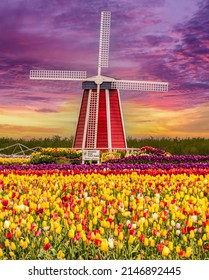 Woodburn, Oregon - April 15, 2022: Old Wooden Windmill And Spring Blooming Tulips With A Colorful Sunrise Sky At Wooden Shoe Tulip Farm.