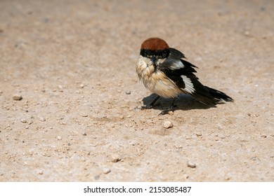 Woodchat Shrike Bird With One Eye Blind